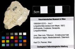 Foto (Objekt + Etiketten) von Longodromites excisus (von Meyer, 1857) 
